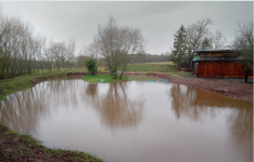 pond 3.png